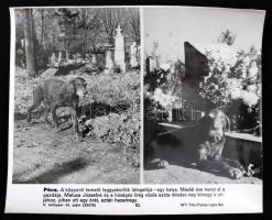 cca 1960-70 Vegyes, állatokkal kapcsolatos MTI fotók, 16db, különböző minőségben, 20x24cm