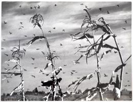 cca 1970 Rezsek György: Őszi tájkép, feliratozott vintage fotóművészeti alkotás, 30x40 cm