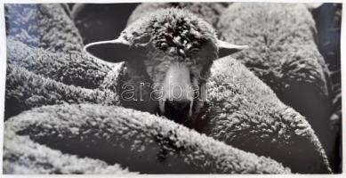 cca 1960 Kalocsai Rudolf: Birkák, feliratozott vintage fotóművészeti alkotás, 20x40 cm