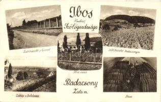 Badacsony, Ibos család szőlőgazdasága, kúria, szőlőrészletek, pince, látkép a Balatonra (fa)