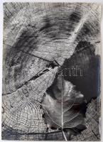 cca 1970 Darkó István: Rönk, matricával jelzett vintage fotóművészeti alkotás, képszéli szakadás, 40x30 cm