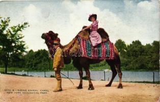 New York, Zoological Park, Lady on camel (fa)