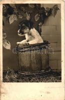 Dog in barrel, Amag No. 67/99/1 (fl)