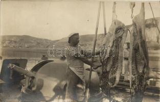 Disznóvágás a fedélzeten / WWI Austro-Hungarian Navy mariner slaughtering pigs on board, photo