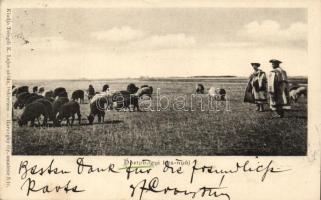 Hortobágy, kos nyáj, juhászok, kiadja Telgedi K. Lajos utóda, Harangh Gy. amateur felvétele (EK)