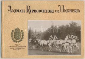 cca 1930 Animali Riproduttori in Ungheria - Állattenyésztés Magyarországon, képes ismertető prospektus olasz nyelven(Hortobágy, Mezőhegyes, stb.), 50p