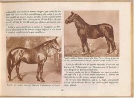 cca 1930 Animali Riproduttori in Ungheria - Állattenyésztés Magyarországon, képes ismertető prospekt...