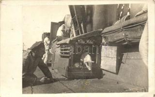 1915 WWI Austro-Hungarian battle ship, mariner on board with pig, 'Villa Niki', photo