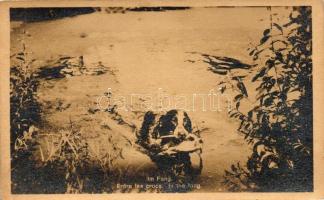 6 db RÉGI vadász motívumú képeslap, vegyes minőség / 6 old hunting motive cards, mixed quality