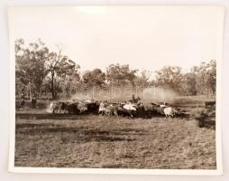cca 1930 Ausztrália 23 db nagyméretű, feliratozott fotó az országról, benne tájképek és mozgalmas vá...