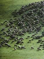 cca 1980 Ujhelyi István (1936-2003): Nyáj, pecséttel jelzett vintage fotóművészeti alkotás, 24x18 cm