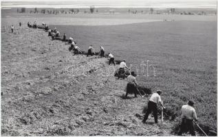 cca 1950 Németh Aladár: Közösen, feliratozott vintage fotóművészeti alkotás, (a háttérben vélhetően a Velencei tó partja látszik) 15x24 cm