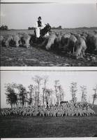 cca 1950 Bugaci juhász szamarával, kedvenc kutyájával és számtalan sok birkájával, Medgyesi László h...