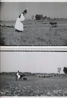 cca 1950 Bugaci juhász szamarával, kedvenc kutyájával és számtalan sok birkájával, Medgyesi László h...