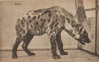 Hyéne, Hyena