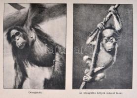 Wilhelm Munnecke: Hagenbeck munkában. A világjárás hősei. Fordította: Benedek Marcellné. Bp., é.n., ...