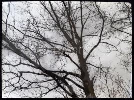cca 1980 Égigérő fa, fotó jelzés nélkül, 30x40cm