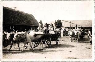 Székely lakodalom, ökrös szekér / Szekelys weeding,  Transylvanian folklore, oxen carriage, photo