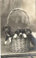 Dog puppies in basket