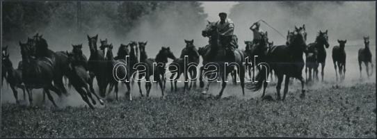 1964 Füredi Ferenc: Mezőhegyesi ménes, feliratozott vintage fotóművészeti alkotás, 8,5x24 cm