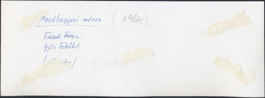 1964 Füredi Ferenc: Mezőhegyesi ménes, feliratozott vintage fotóművészeti alkotás, 8,5x24 cm