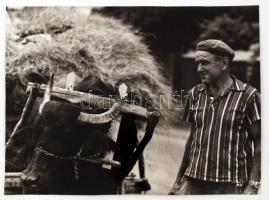 cca 1975 Kalocsai Rudolf: Erdélyi bivalyos, feliratozott vintage fotóművészeti alkotás, 28x38 cm