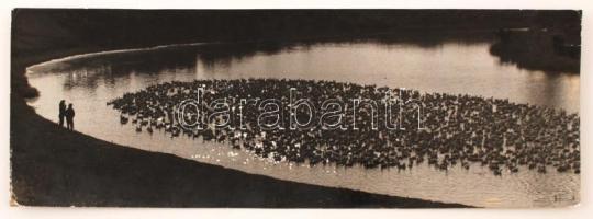 cca 1960 Krisch Béla: Libák, pecséttel jelzett, feliratozott vintage fotóművészeti alkotás, kiállítási emlékpecsétekkel, kasírozva, 14x39 cm