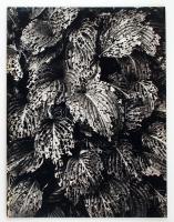 cca 1973 Gollob József: Levelek, feliratozott, vintage fotóművészeti alkotás, kasírozva, 60x48 cm