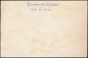 1967 "Budapesti állatkert" feliratozott fotó 9x14 cm