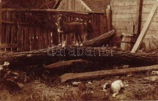 1918 Dogs in the garden, photo (EK)