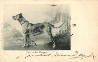 1899 Deutsche Dogge / Great Dane