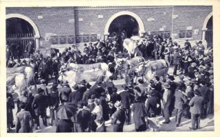 1928 Milano, Milan; Fiera-Esposizione, Campionaria Internazionale, Le mostre zootecniche / International Trade Fair, livestock exhibitions