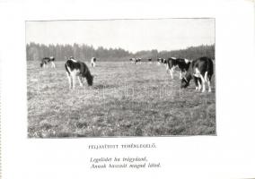 10 db RÉGI, megíratlan városképes képeslap, 2 db agrár propaganda lappal, vegyes minőség / 10 old, u...