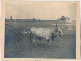 1924-1925 Zsindelyes-puszta mezőgazdasági munkák, cséplés, négyesfogat. A képek összes szereplője, m...