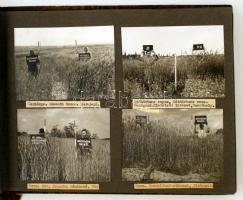 cca 1950 Növény nemesítés Keszthelyen, Balatonakarattyán és az ország más településein, fotóalbum feliratozva, 48 db fotó, 9x12 cm