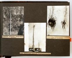 cca 1950 Növény nemesítés Keszthelyen, Balatonakarattyán és az ország más településein, fotóalbum fe...