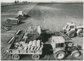 cca 1975 Kecskemét határában a Magyar-Szovjet Barátság TSZ-ben búzát vetnek, vintage riportfotó, 16x5x23 cm