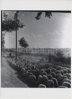 cca 1930 Békéscsaba környéki életképek, Thöresz Dezső (1902-1963) hagyatékában őrzött 6 db negatív m...