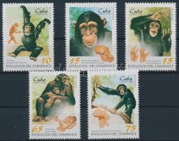 Csimpánz sor, Chimpanzee set