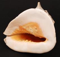 Nagyméretű csigaház, sérült, 21x16x21 cm