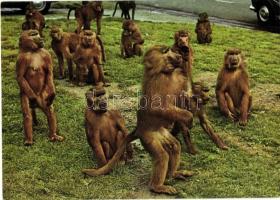 8 db MODERN motívumlap, állatok / 8 modern motive cards, animals