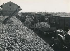 cca 1960 Törökszentmiklós, cukorrépa szállítmányok a vasútállomáson, vintage hírfotó, 17x23 cm