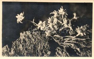Havasi gyopár / Edelweiss / Floarea reginei