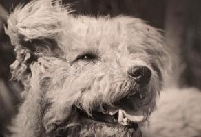 cca 1925 Kerny István (1879-1963): Puli, Mindszenten készült feliratozott, pecséttel jelzett vintage...