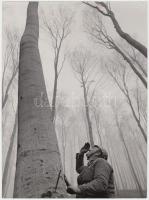 Égig érő fák, Kotroczó István pecséttel jelzett fotója, felületén gemkapocs nyomával, 23x17 cm