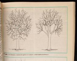 Vegyes kertészeti könyv tétel: Kosinsky Viktor: A szőlőtermesztés kiskönyve (Bp., 1948); 12 hónap ke...