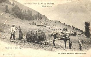 Heuernte in den Alpen, La rentrée des foins dans les alpes / French alpine folklore, hay harvest  (EK)