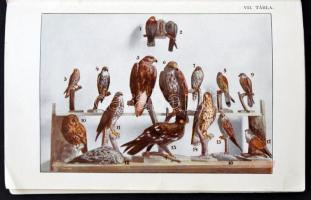 Szemere Zoltán A Magyarországon előforduló ragadozó madarak meghatározója. A chernelházi Chernel Ist...