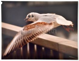 26 db magyméretű művészfotó különféle témákkal. Városképek, erotika, természet. 33x42 cm