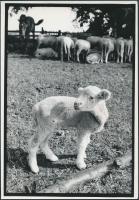 cca 1990 Csigó László: Eltévedt bárányka, pecséttel jelzett vintage fotóművészeti alkotás, 24x17 cm